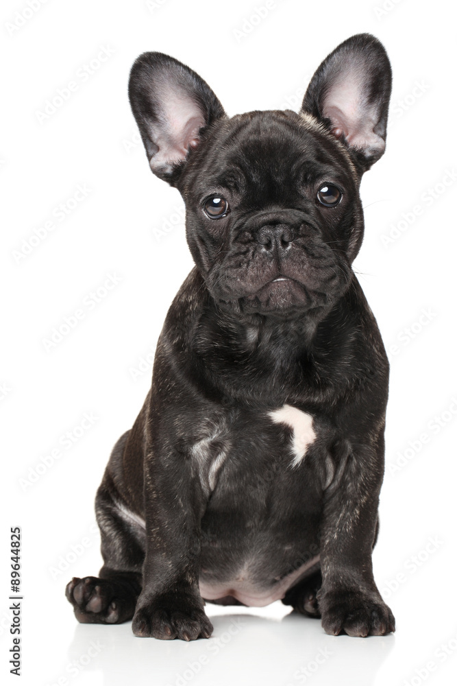 French bulldog in front of white background