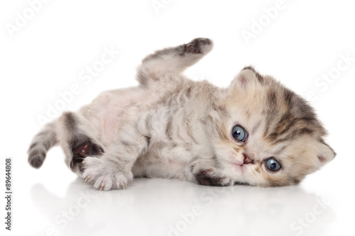 Fototapeta Naklejka Na Ścianę i Meble -  Persian kitten on white background