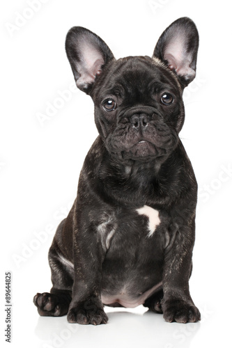 French bulldog in front of white background © jagodka