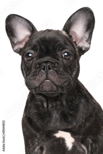 Close-up of French bulldog © jagodka