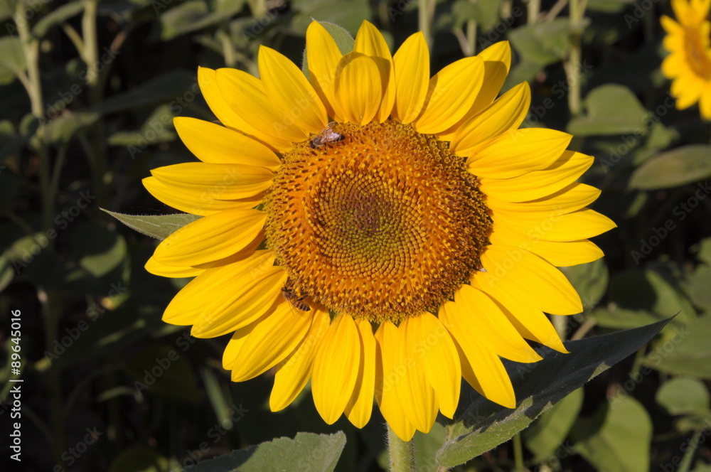 Girasole con ape Girasole con ape