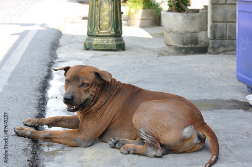 Big stray dog crouching on street