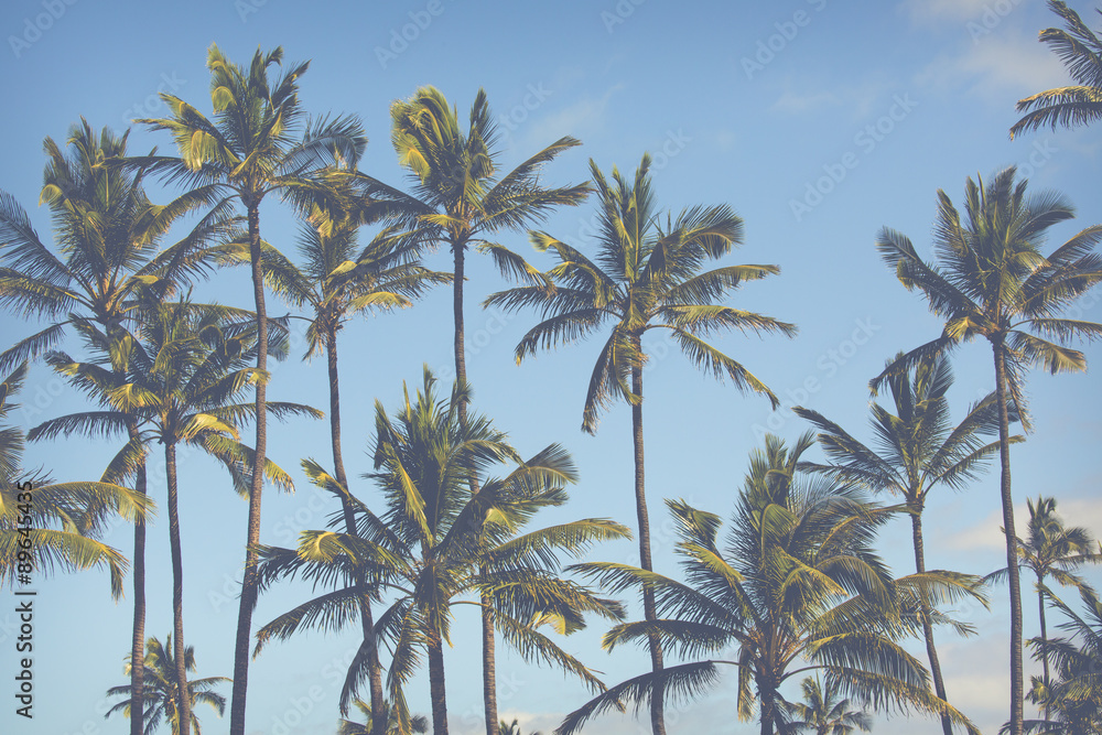 Naklejka premium Vintage toned picture of palms silhouettes against sunrise.