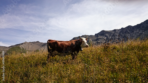 Slika na platnu vache 21082015