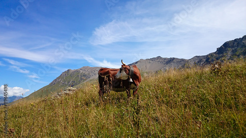 Slika na platnu vache 21082015