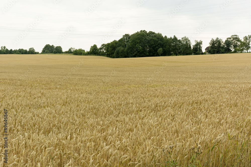 grain fields ripening