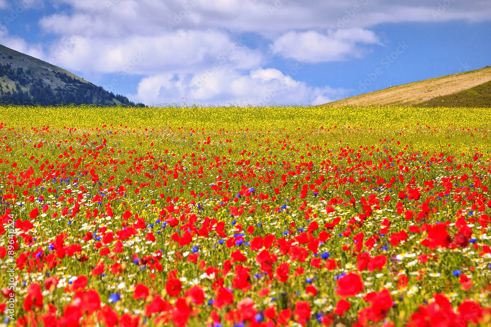 The plain of Castelluccio - Italy, in bloom during the spring.