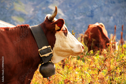 Fotografija vache 21082015