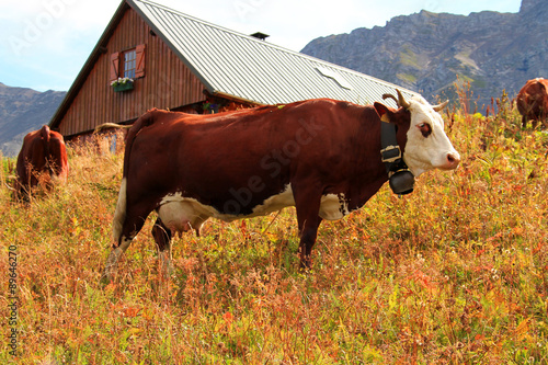 Slika na platnu vache 21082015