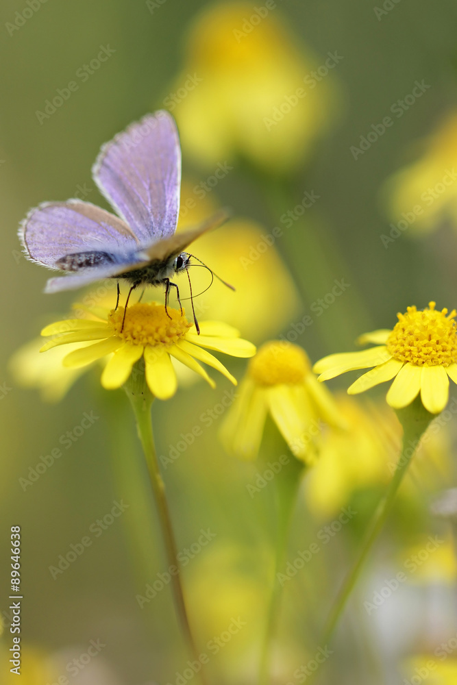 Common Blue butterfly and yellow flowers Common Blue butterfly and yellow flowers