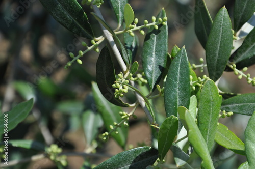 Rama d'olivo con germogli