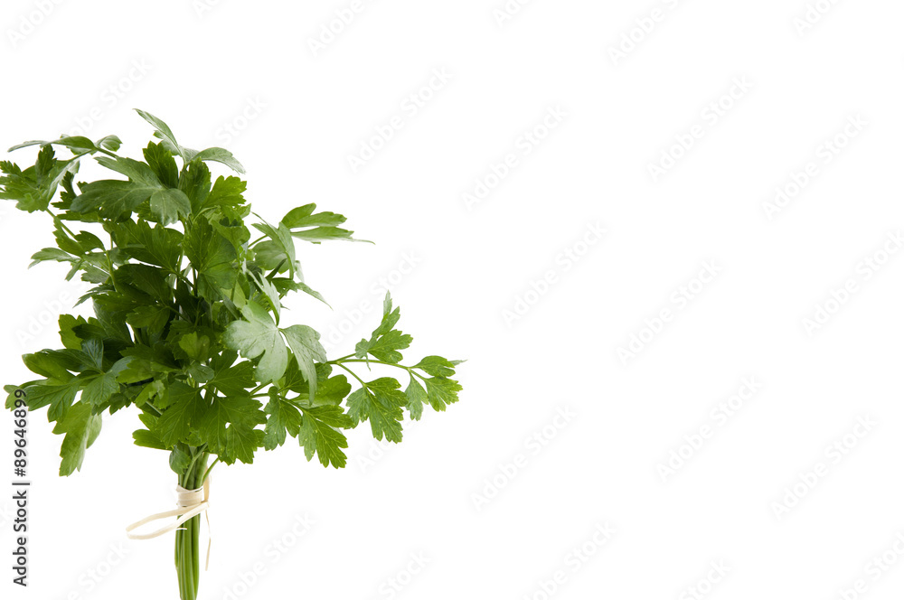 fresh green parsley fresh green parsley