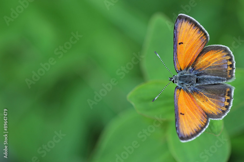 Purple-edged Copper butterfly (Lycaena hippothoe)  photo