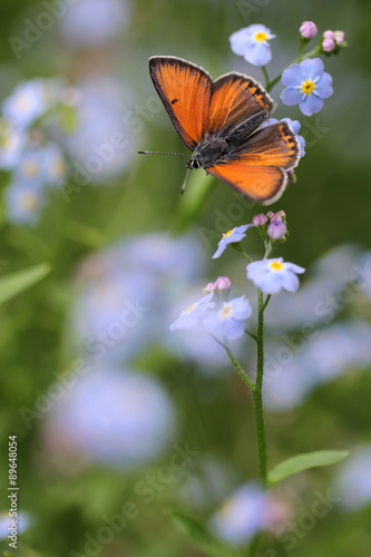 Purple-edged Copper butterfly (Lycaena hippothoe) on Forget-me-not flower (Myosotis arvensis) photo