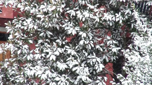 magnolia tree in the snow