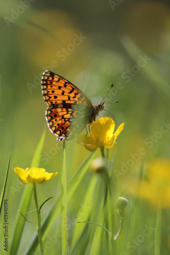 Butterfly on yellow flowers