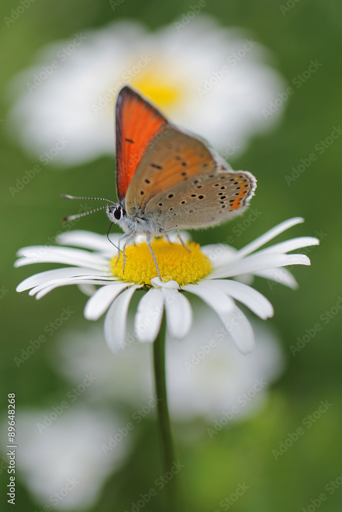 Purple-edged Copper butterfly (Lycaena hippothoe) on white camomile flower Purple-edged Copper butterfly (Lycaena hippothoe) on white camomile flower