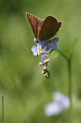 Purple-edged Copper butterfly (Lycaena hippothoe) on Forget-me-not flower (Myosotis arvensis) photo