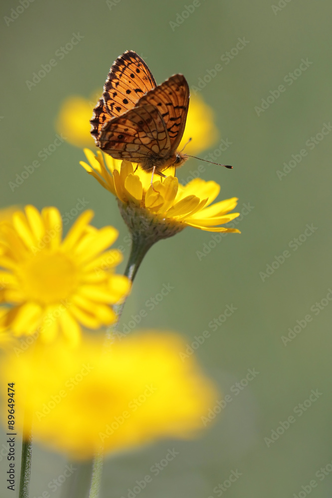 Butterfly on yellow flowers in ngarden