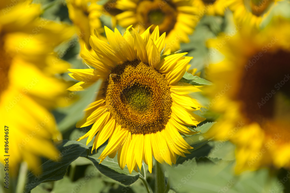 Naklejka premium sunflower crocheted