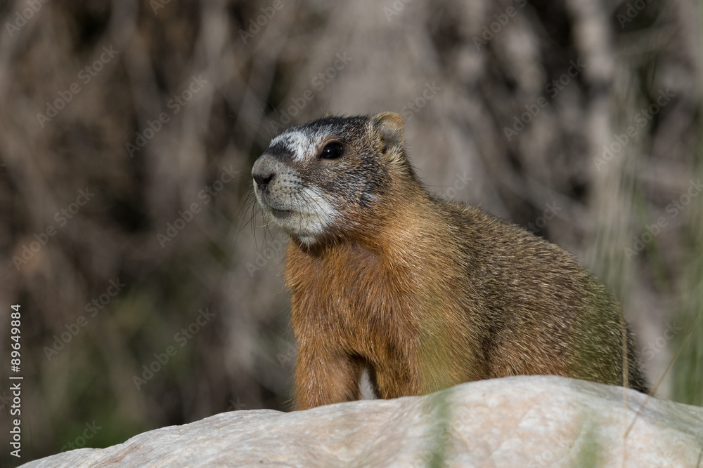 Yellow Bellied Marmot standing on a rock in sunlight Yellow Bellied Marmot standing on a rock in sunlight