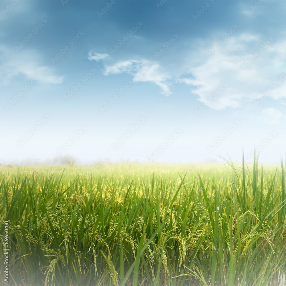 Paddy rice field and blue sky