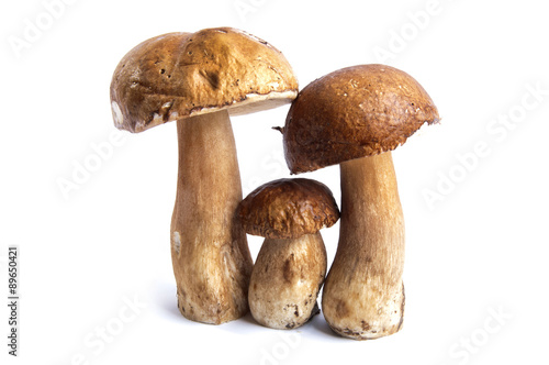 mushrooms-finghi porcini photo