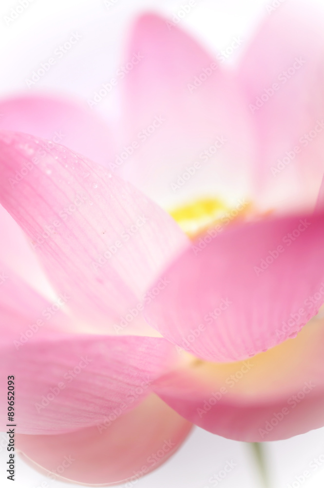 Pink Lotus , in soft color and blur style background