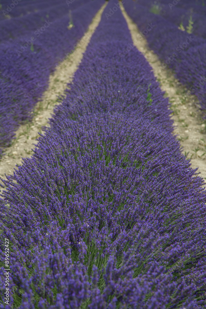 Provence Landschaft mit duftenden Lavendelfeldern
