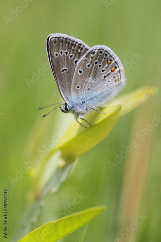 Wallpaper Mural Common Blue butterfly - polyommatus icarus Torontodigital.ca