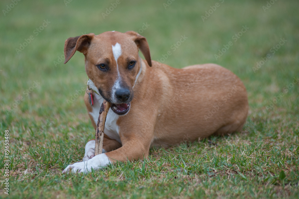 Heeler and Pitbull mixed puppy finding satisfaction.