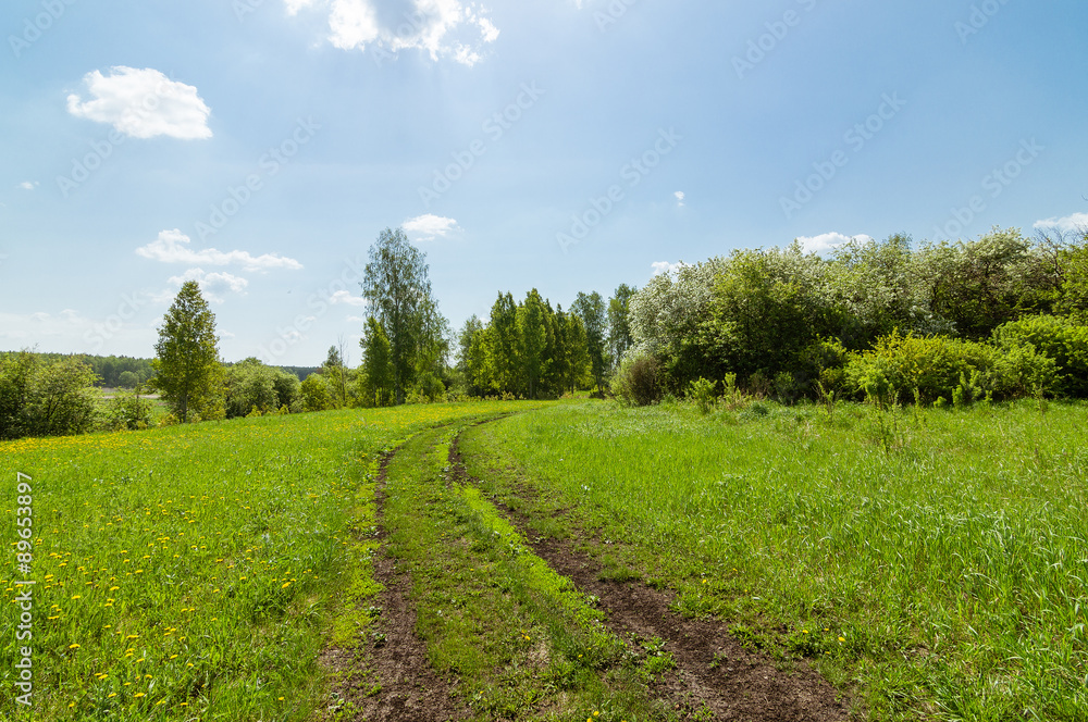 Obraz premium летний луг с проселочной дорогой