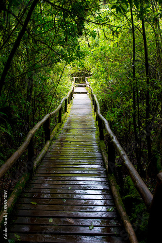 Fototapeta Naklejka Na Ścianę i Meble -  wood bridge for a walk on evergreen forest Located on altitude
