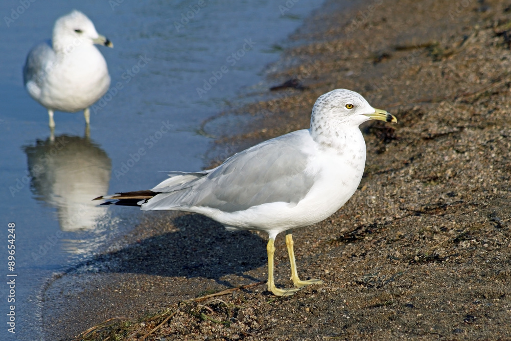 Two common Seagulls standing along shore line of sandy beach
Two common Seagulls standing along shore line of sandy beach