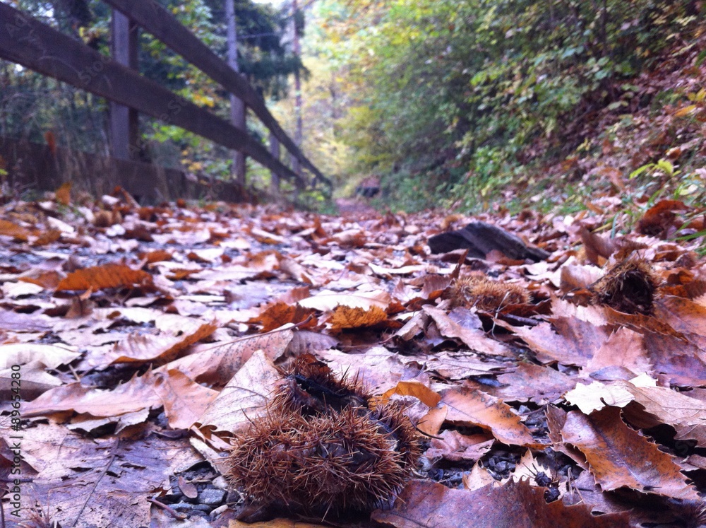 Obraz premium castagne in autunno