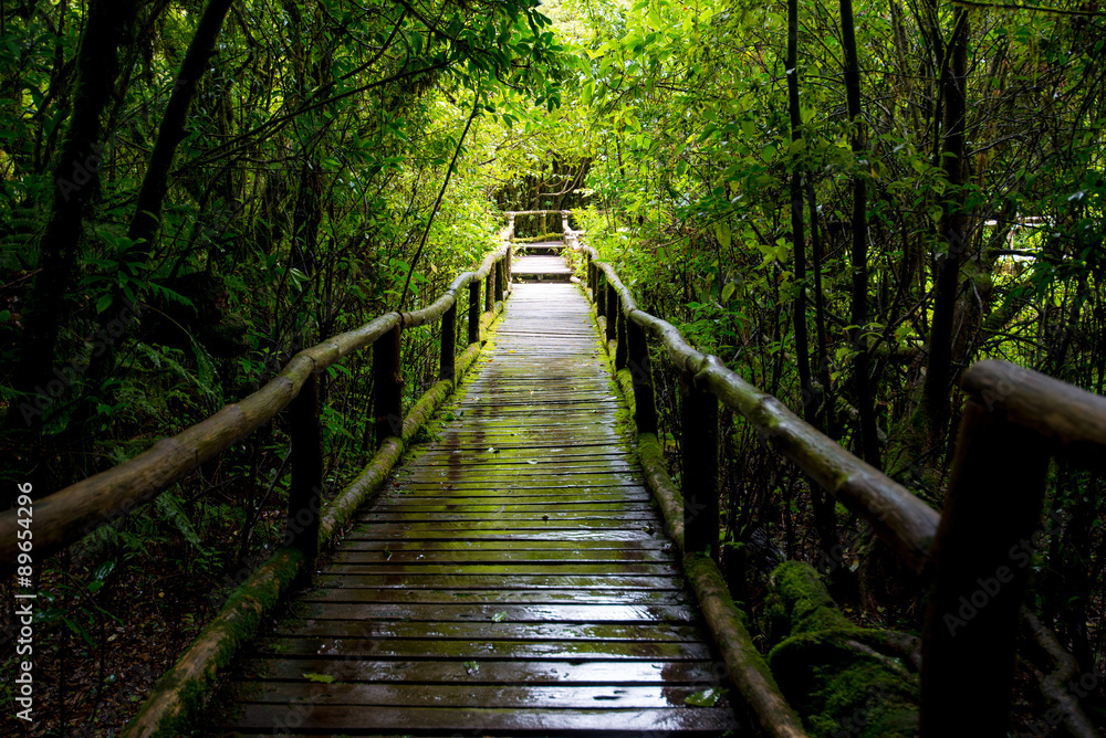 Fototapeta premium wood bridge for a walk on evergreen forest Located on altitude