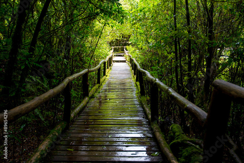 wood bridge for a walk on evergreen forest Located on altitude © pongsakorn_jun26