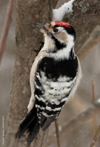 Lesser Spotted Woodpecker © Vitaly Ilyasov