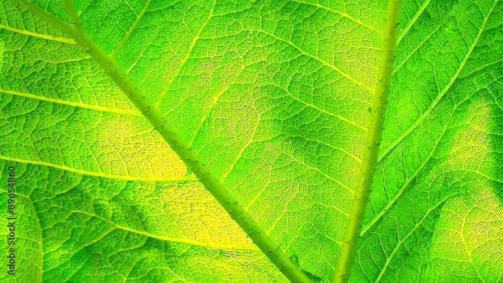Großes Blatt mit Lichteffekt