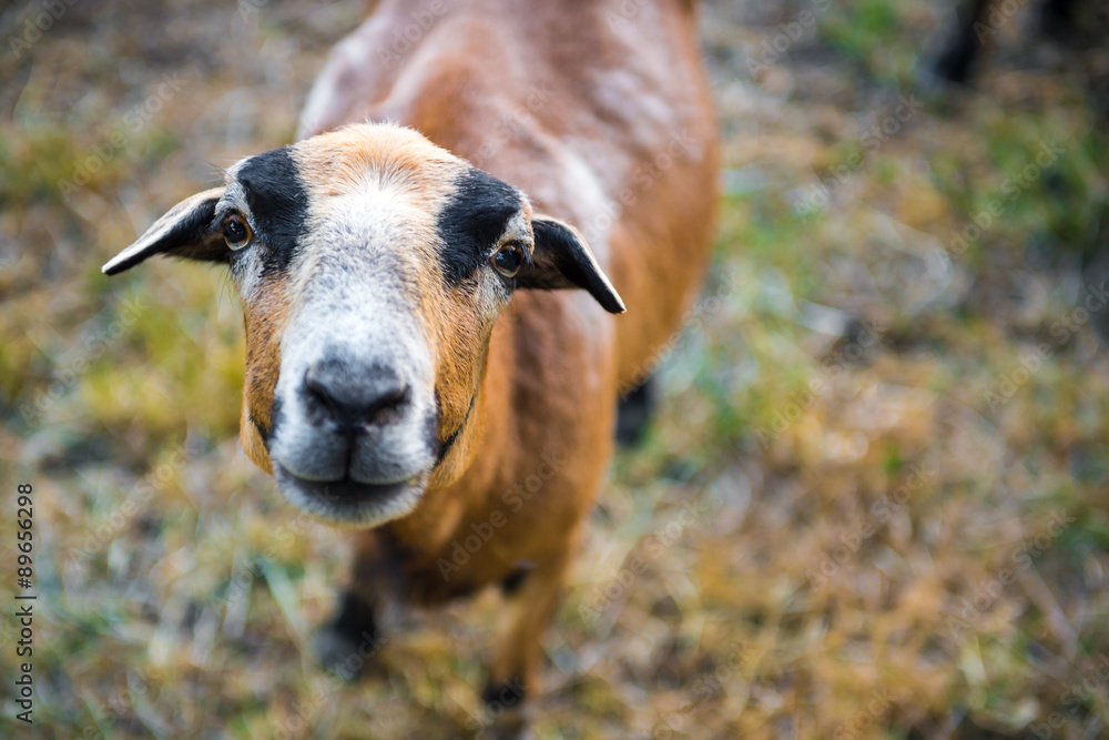 Curious Barbado Blackbelly Sheep portrait