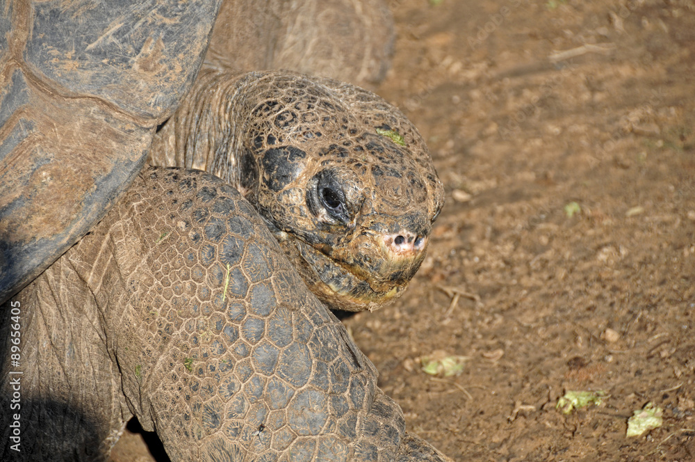 Obraz premium large turtle at a zoo looking at camera posing