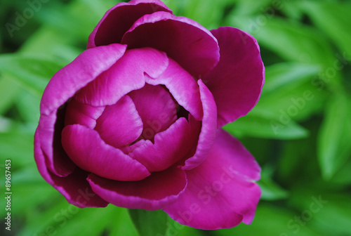 Wallpaper Mural Пион Torontodigital.ca