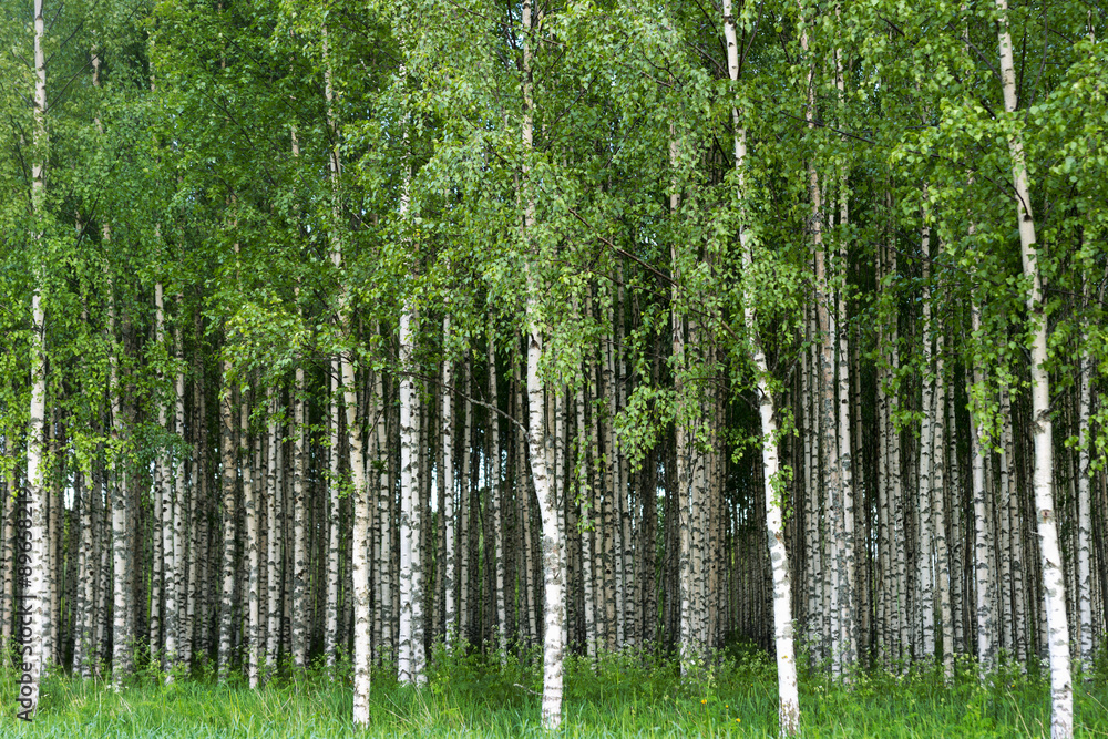Grove of birch trees - obrazy, fototapety, plakaty 