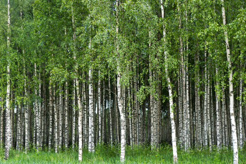 Grove of birch trees © Pink Badger