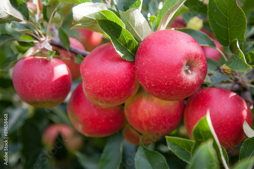 Bright red apples