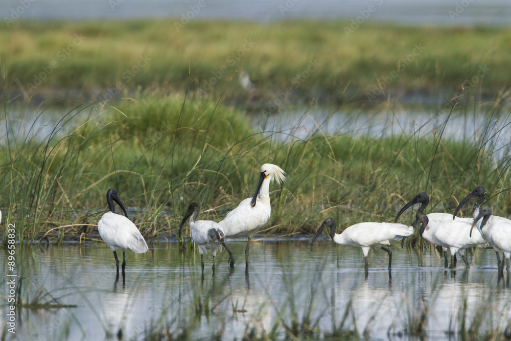 Eurasian spoonbill and Black-headed Ibis in Pottuvil, Sri Lanka Eurasian spoonbill and Black-headed Ibis in Pottuvil, Sri Lanka