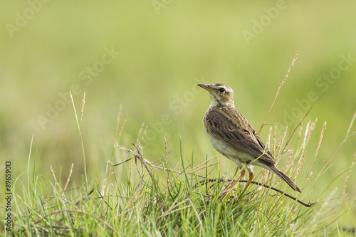 Wallpaper Mural Paddyfield pipit in Pottuvil, Sri Lanka Torontodigital.ca