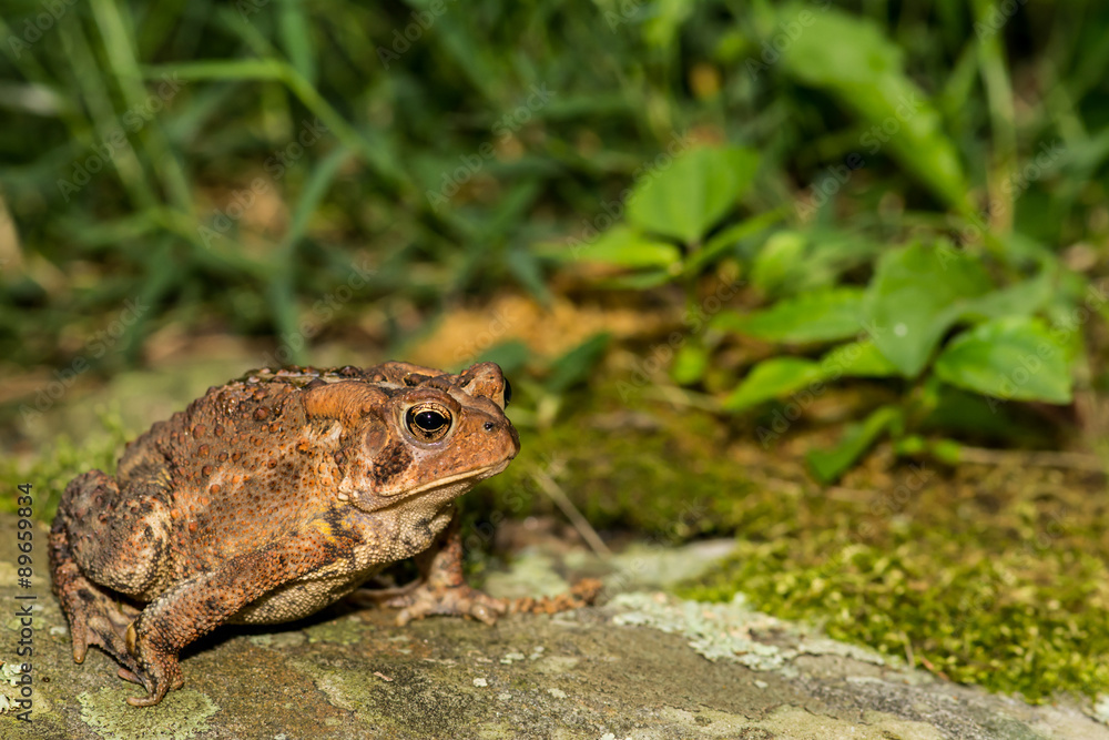 American Toad American Toad