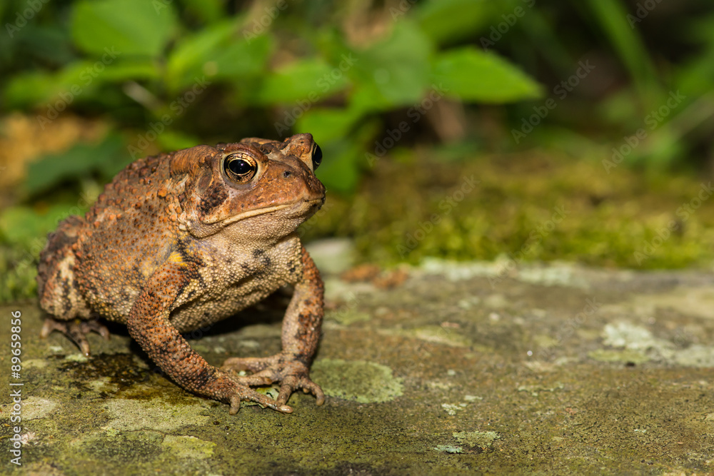 Obraz premium American Toad