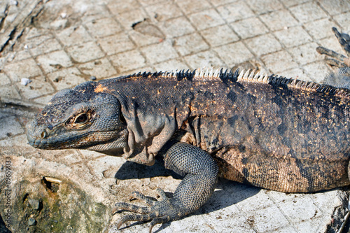 Iguana